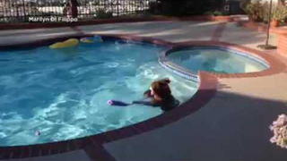 We Got A Bear In The Pool, Folks. Hand Me That Ice Cold Beer.